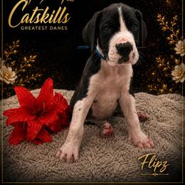Flipz - Mantle male Great Dane puppy in Liberty, New York from Catskills Greatest Danes