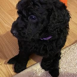 Goldendoodle Puppies from Waggin Country Doodles