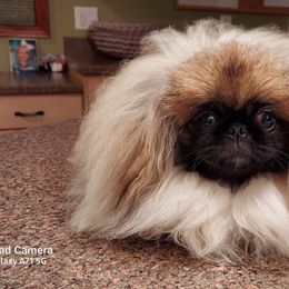 Pekingese Puppies from Sunny's Legacy Pekingese