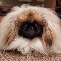 Pekingese Puppies from Sunny's Legacy Pekingese