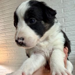 Oreo - Black and white female Border Collie puppy in Rickman, Tennessee from Roaring River Border Collies