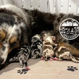 Australian Shepherd, Miniature American Shepherd, Miniature Australian Shepherd, and Toy Australian Shepherd Puppies from JKKJ Farms