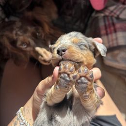 Dachshund Puppies from Western Slope Weenies