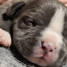 Kilo - Blue American Bully puppy in Phoenix, Arizona from Superstes Guard