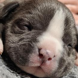 Kilo - Blue American Bully puppy in Phoenix, Arizona from Superstes Guard
