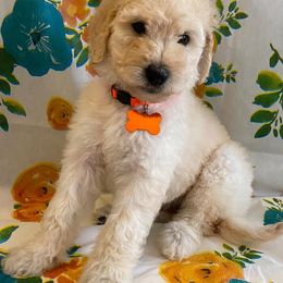 Goldendoodles from Southern Pups