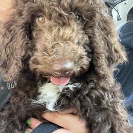 Bernedoodle and Poodle All Grown Up from Sweet Tea Kennels
