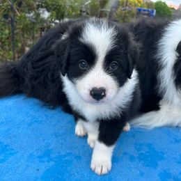 Orange collar boy - Black and white male Border Collie puppy in Litchfield Park, Arizona from Dragonfly BC Puppies (Champion Lineage)