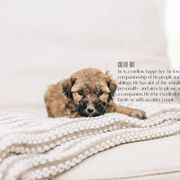 Boy 5- Cream - Whoodle puppy in Delta, Utah from Dunes and Doodles