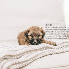 Boy 5- Cream - Whoodle puppy in Delta, Utah from Dunes and Doodles