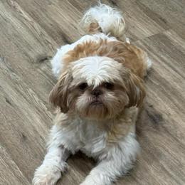 Cherish - Liver female Shih Tzu puppy in Stafford, Virginia from Bayview Pups