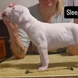 Sleepy - White male Dogo Argentino puppy in Bear River City, Utah from Valkka Kennels