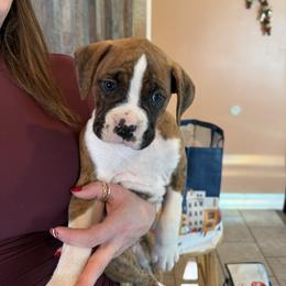 Orange - Brindle male Boxer puppy in East Longmeadow, Massachusetts from Boxer Bliss