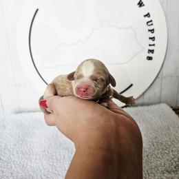 Chedder - Apricot male Cavapoo puppy in London, Kentucky from Blue Meadow Puppies