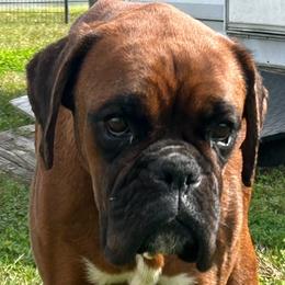 Aria - Boxer