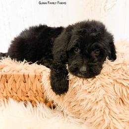 Grits English Teddybear - Black male Goldendoodle puppy in Grove, Oklahoma from Guinn Family Farms