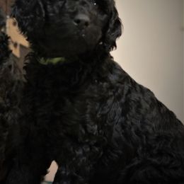Goldendoodle Puppies from Phoenix Goldendoodles