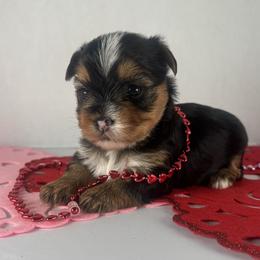 Traditional girl - Black and tan female Yorkshire Terrier puppy in Gainesville, Georgia from Country Dog Kennels.