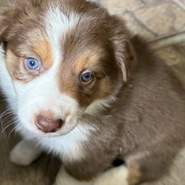 Sunny - Tri-color female Border Collie puppy in Guffey, Colorado from Sunset Ridge