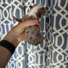 Girl 2 - Red merle female Aussiedoodle puppy in Bakersfield, California from Annie's Aussies