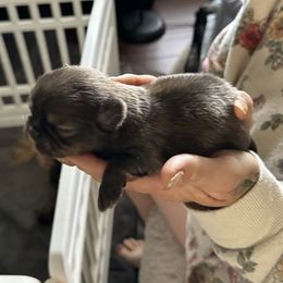 Shih Tzu Puppies from Angela Driver's Shih Tzu