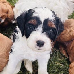 Cavapoo Puppies from Columbia Basin Puppies