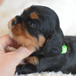 Cavalier King Charles Spaniel Puppies from Diamond Rose Cavalier LLC
