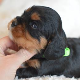 Cavalier King Charles Spaniel Puppies from Diamond Rose Cavalier LLC