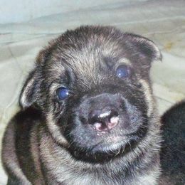 German Shepherds from Louisville German Shepherds