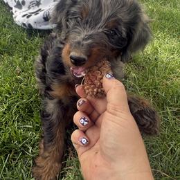 Millie - Tri-color female Bernedoodle puppy in American Fork, Utah from Kaylas Precious Puppies