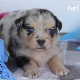 Earl - Blue merle male Miniature Australian Shepherd puppy in Garden Plain, Kansas from Krazy K Aussies