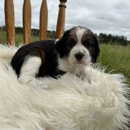 English Springer Spaniel Puppies from Currahee Fields Springers