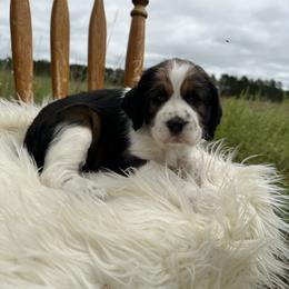 English Springer Spaniel Puppies from Currahee Fields Springers
