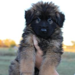 Boy 4 - Sable male German Shepherd puppy in Mount Vernon, Missouri from German Haus German Shepherds LLC