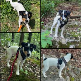 Companion Cross, Russell Terrier, and Yorkshire Terrier Puppies from Working W Kennels