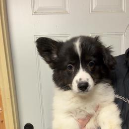 American Corgi, Dachshund, and Pembroke Welsh Corgi Puppies from Seven B Corgis & Doxies