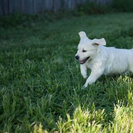 Golden Retriever Puppies from Darmorr Golden's