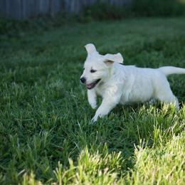 Golden Retriever Puppies from Darmorr Golden's