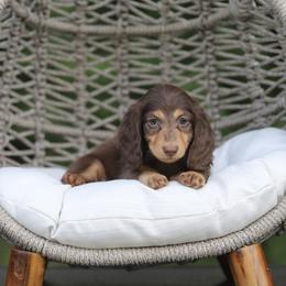 Dachshund Puppies from EntityDachs