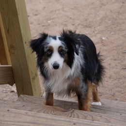 Miniature Australian Shepherd and Toy Australian Shepherd Puppies from Caprock Mini & Toy Aussies
