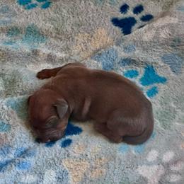 Boy 2 - Rd whtn brn nose male Rhodesian Ridgeback puppy in Greenville, Ohio from Masai's Pride Rhodesian Ridgbacks