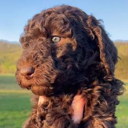 Goldendoodle Puppies from Harrington Doodles