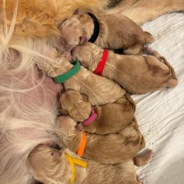 Mr Black - Golden male Golden Retriever puppy in Havana, Florida from Golden Gems