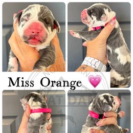 Orange - Harlequin female Great Dane puppy in Sac City, Iowa from Northern Great Danes of Colorado & Iowa
