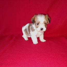 Peanut - White and tan male Morkie puppy in Lapeer, Michigan from Puppy Kisses