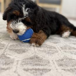 Bernedoodle Puppies from The Puppy Nest