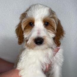 Ricotta - Red female Bernedoodle puppy in Surprise, Arizona from Huckleberry Doodles