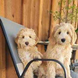 Australian Labradoodle Puppies from Country Morning Labradoodles
