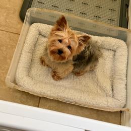 Lulu - Yorkshire Terrier