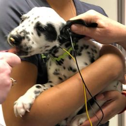 Dalmatian and Labrador Retriever Puppies from ECMO Farm Dalmatians & ECMO Farm Fox Red Labs
